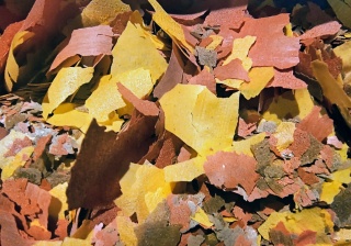 Zestaw pokarmu dla ryb akwariowych i stawowych Spirulina Goldfish Tropical