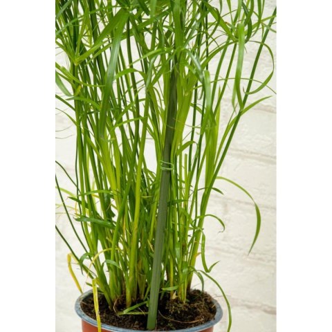 PODPORA TYCZKA DO ROŚLIN 6SZT 50-80CM KINZO